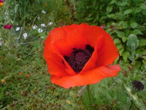 Poppy